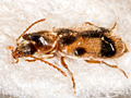 Notoxus monoceros